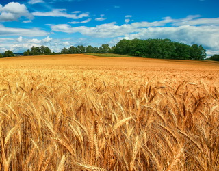 Озиму тверду пшеницю слід якомога раніше зібрати з поля